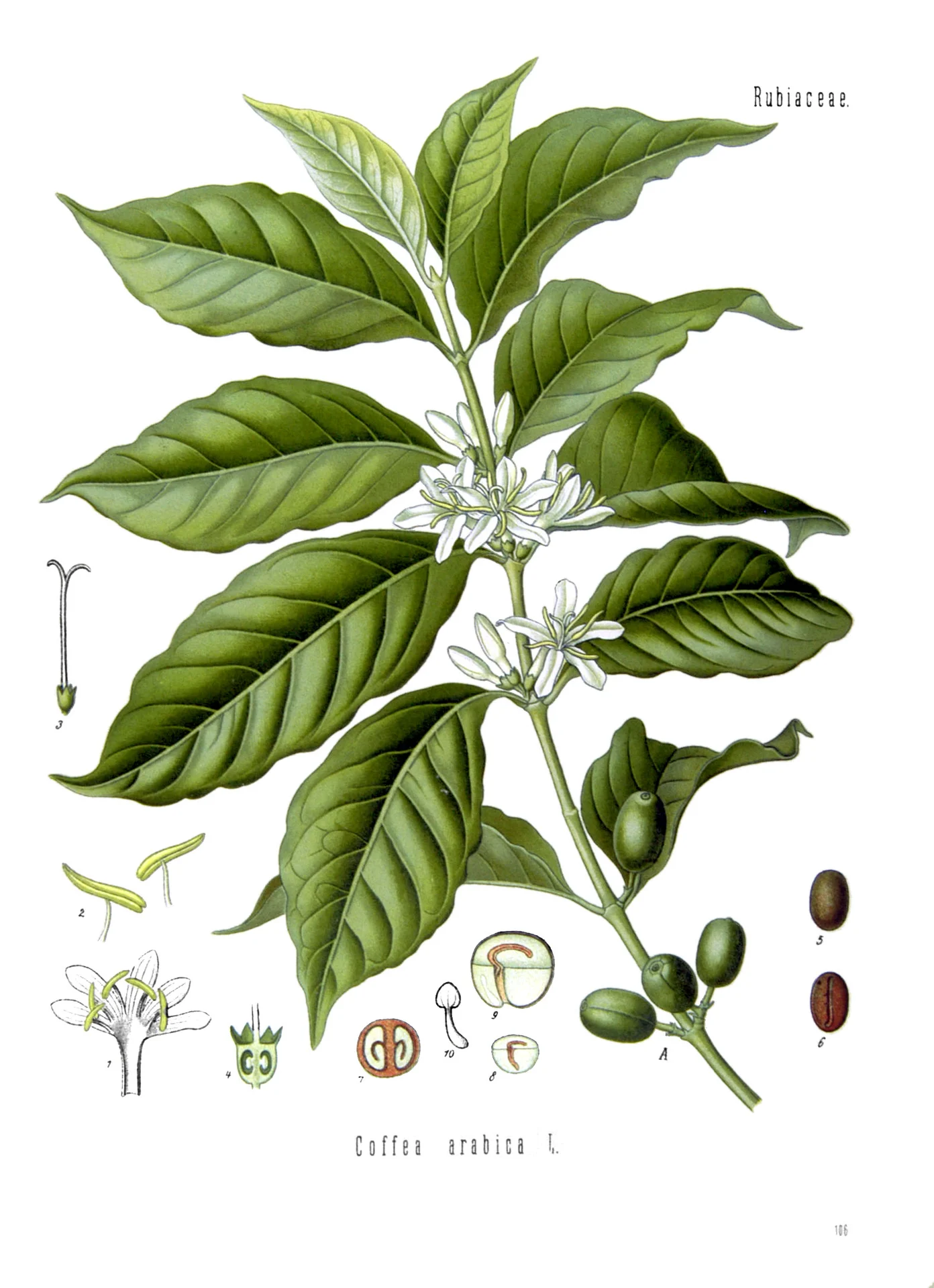 Coffee Plant (Coffea arabica)